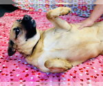 Small Photo #3 German Shepherd Dog-Unknown Mix Puppy For Sale in Jackson , NJ, USA