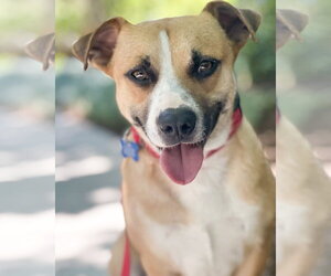 Beagle-Unknown Mix Dogs for adoption in Corona, CA, USA