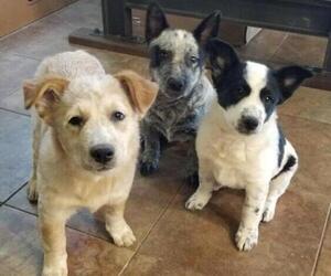 Australian Cattle Dog Puppy for sale in SUN CITY, AZ, USA