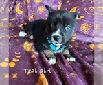 Puppy Teal girl German Shepherd Dog-Siberian Husky Mix