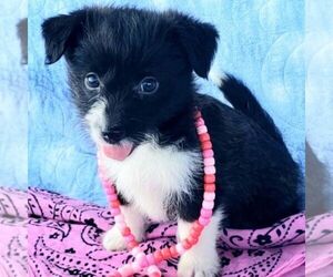 Pembroke Welsh Corgi-Poodle (Toy) Mix Puppy for sale in NEWMANSTOWN, PA, USA