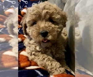 Bichon Frise-Cavapoo Mix Puppy for sale in INDIANAPOLIS, IN, USA