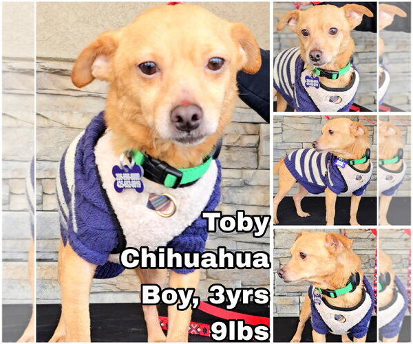 Medium Photo #1 Chihuahua Puppy For Sale in Seattle, WA, USA