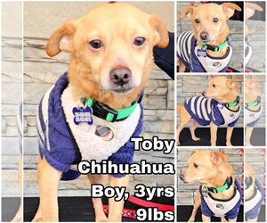 Chihuahua Dogs for adoption in Seattle, WA, USA