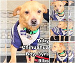 Small Chihuahua