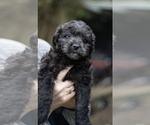 Puppy Puppy 7 Aussiedoodle Miniature 