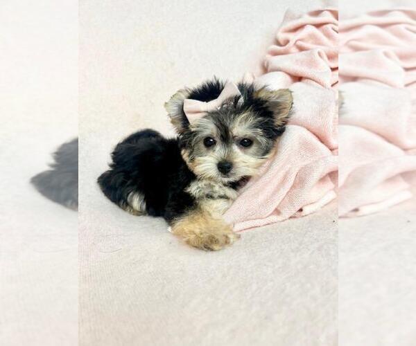 Medium Photo #3 Morkie Puppy For Sale in PEMBROKE PINES, FL, USA