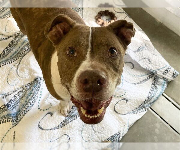 Medium Photo #2 American Pit Bull Terrier-Unknown Mix Puppy For Sale in Tavares, FL, USA