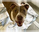 Small #1 American Pit Bull Terrier Mix