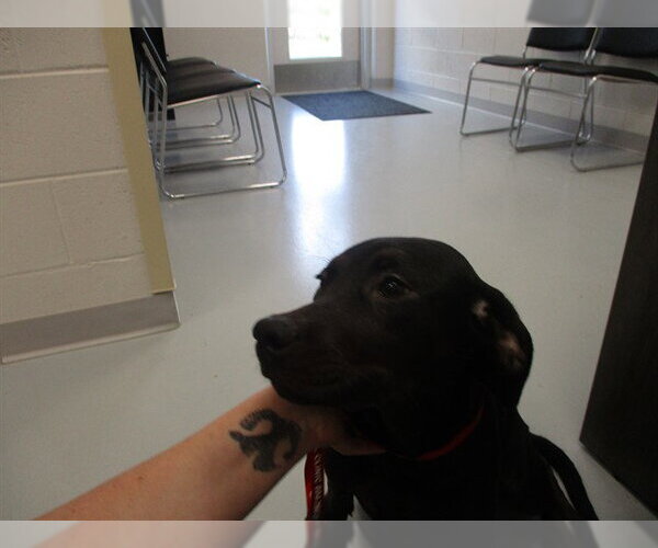 Medium Photo #1 Labrador Retriever Puppy For Sale in Ocala, FL, USA