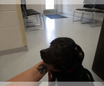 SWEET PEA - Female Labrador Retriever Dog for Adoption - Small photo