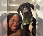 Small #3 Great Dane-Labrador Retriever Mix