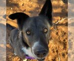 Small Photo #12 Akita-Border Collie Mix Puppy For Sale in Kanab, UT, USA