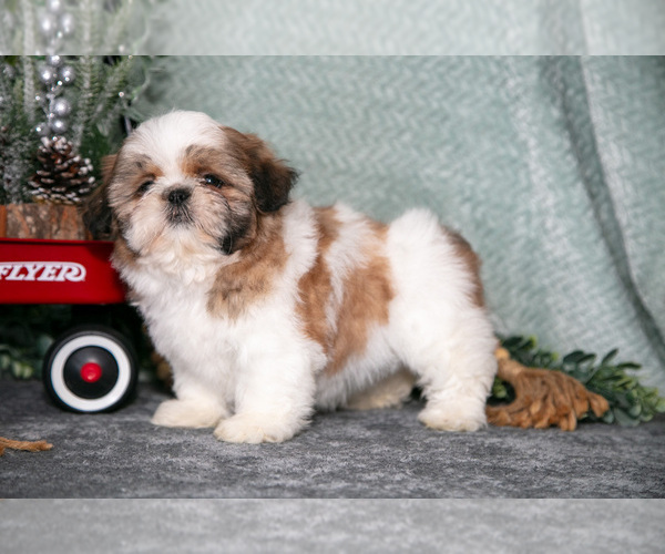 Medium Photo #3 Shih Tzu Puppy For Sale in CLARE, MI, USA