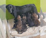 Small #7 Labrador Retriever Mix