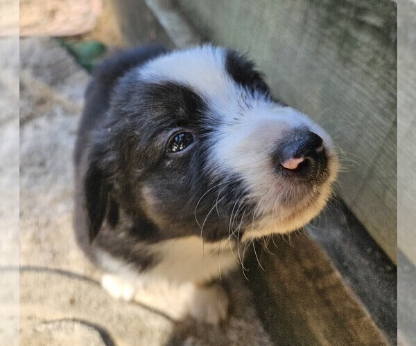 Medium Photo #10 Australian Shepherd Puppy For Sale in NELSON, VA, USA