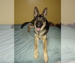 Small Photo #1 German Shepherd Dog Puppy For Sale in RICHMOND, KY, USA