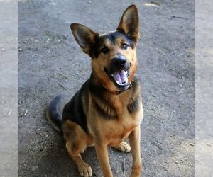 German Shepherd Dog-Unknown Mix Dogs for adoption in Sequim, WA, USA