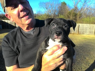 Bull Terrier Puppy for sale in CONWAY, AR, USA