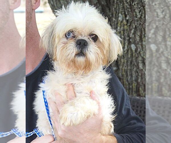 Medium Photo #2 Shih Tzu Puppy For Sale in Carrollton, TX, USA