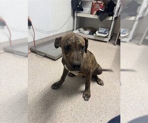 Mutt Dogs for adoption in Bakersfield, CA, USA