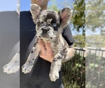 Small #6 French Bulldog