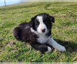 Small Photo #276 Border Collie Puppy For Sale in NORBORNE, MO, USA