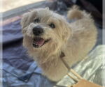 Small #1 Havanese Mix