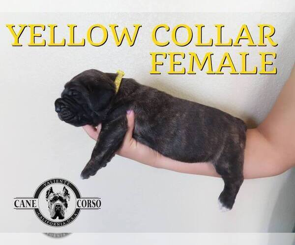 Medium Photo #4 Cane Corso Puppy For Sale in APPLE VALLEY, CA, USA