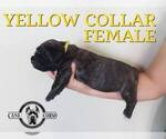 Small #3 Cane Corso