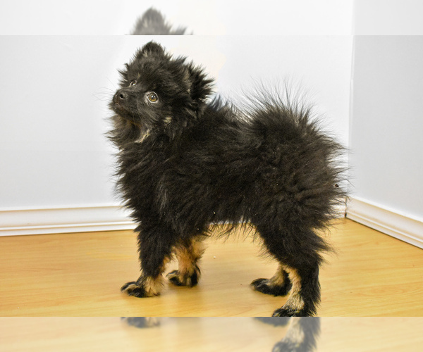 Medium Photo #1 Pomeranian Puppy For Sale in PHILADELPHIA, PA, USA