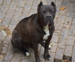 Small Photo #1 Cane Corso Puppy For Sale in BIRMINGHAM, AL, USA