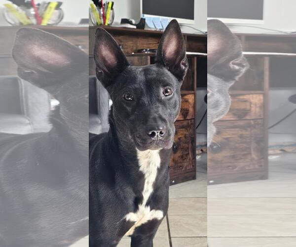 Medium Photo #1 American Pit Bull Terrier Puppy For Sale in DuQuoin, IL, USA