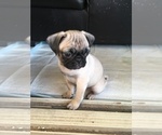 Small Photo #9 Pug Puppy For Sale in RIO RANCHO, NM, USA