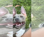 Small American Pit Bull Terrier-American Staffordshire Terrier Mix