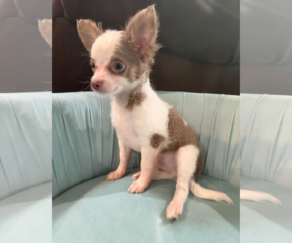 Medium Photo #5 Chiranian Puppy For Sale in Grafton, WI, USA