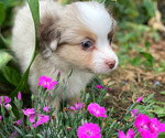 Small #1 Miniature Australian Shepherd