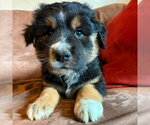 Small Labrador Retriever Mix