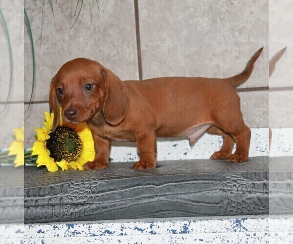 Medium Photo #3 Dachshund Puppy For Sale in ANDOVER, OH, USA