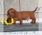 Small Photo #3 Dachshund Puppy For Sale in ANDOVER, OH, USA