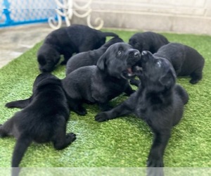 Labrador Retriever Puppy for Sale in BEAUFORT, North Carolina USA