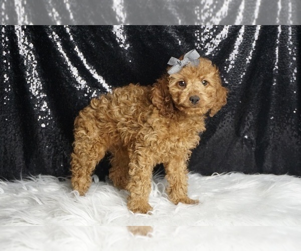 Medium Photo #6 Cavapoo Puppy For Sale in WARSAW, IN, USA