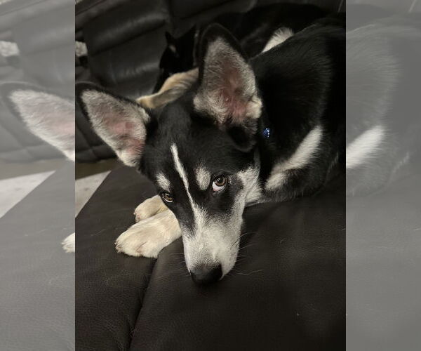 Medium Photo #9 Siberian Husky-Unknown Mix Puppy For Sale in Cumming, GA, USA