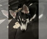 Small #8 Siberian Husky Mix