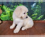 Small #5 Goldendoodle-Poodle (Standard) Mix