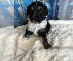 Small Photo #5 Aussiedoodle Puppy For Sale in UNIONVILLE, IA, USA