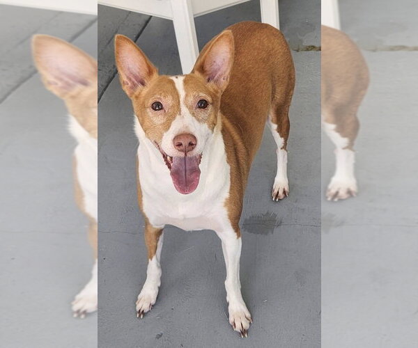 Medium Photo #3 Ibizan Hound Puppy For Sale in St. Augustine, FL, USA