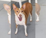 Small #2 Ibizan Hound