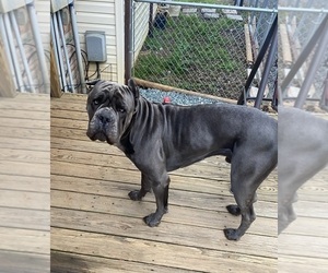 Father of the Cane Corso puppies born on 04/14/2023