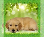 Puppy Kakashi Golden Retriever